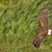 Northern Harrier